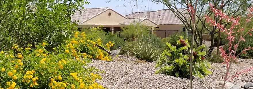 A roadrunner sits among various trees and plants in an Arizona neighborhood landscape.