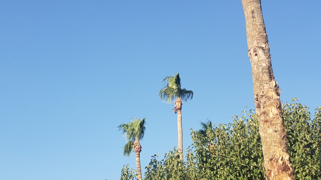 tops of palm trees against a blue sky