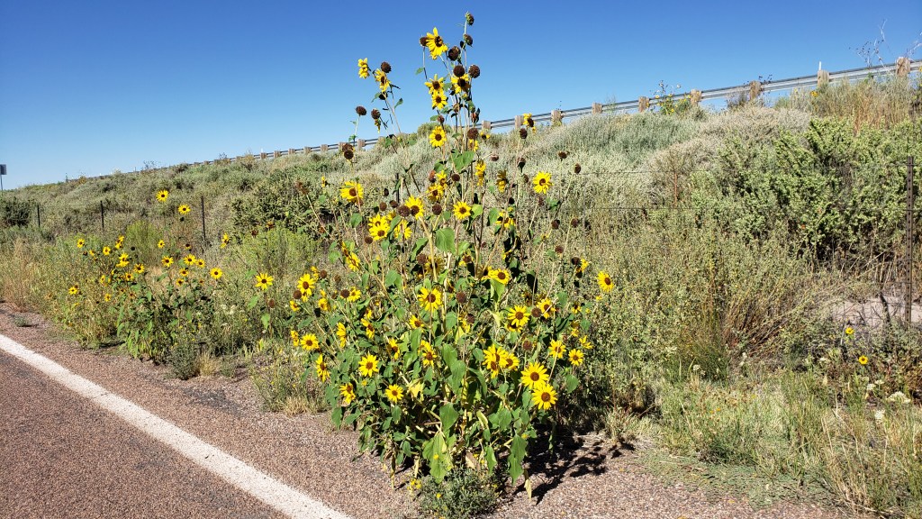 Wildflowers on the side of road
