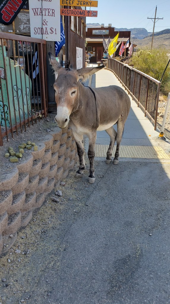 burro on the path 