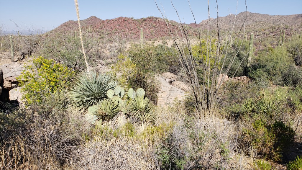 Large variety of desert plants in native environment