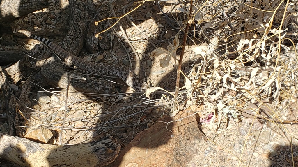 visible rattlesnake tail with snake partially in its burrow
