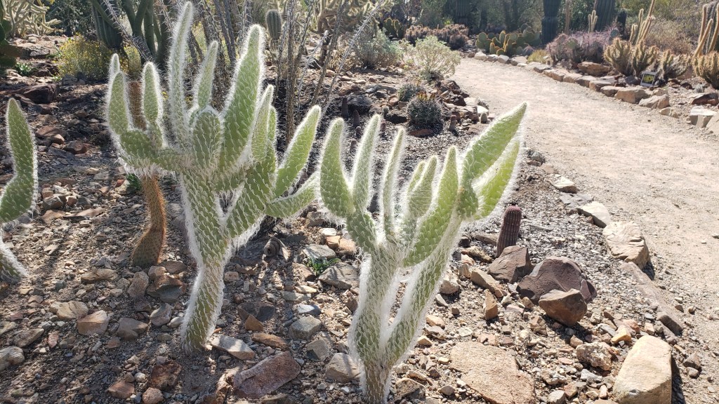 fuzzy looking cactus