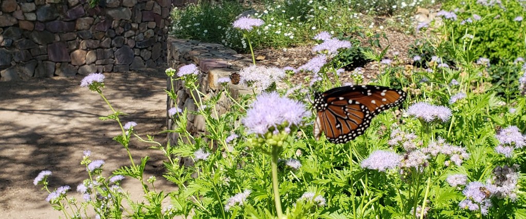 Monarch butterfly on bush