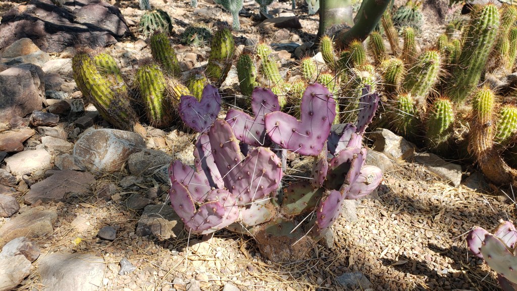 heart-shaped, purple tinted cactus