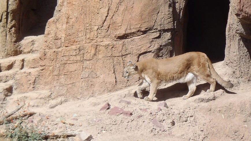 Mountain lion on rocks