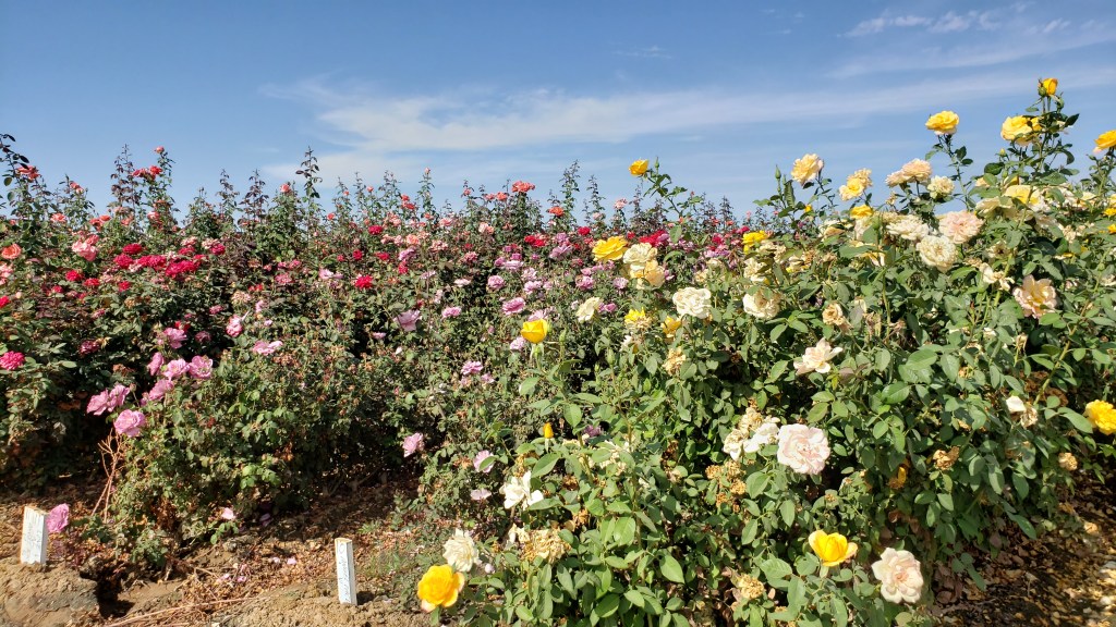 colorful rose bushes