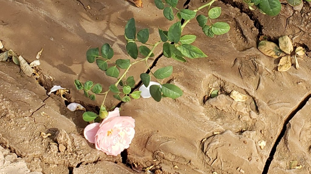 rose on a vine laying in the mud
