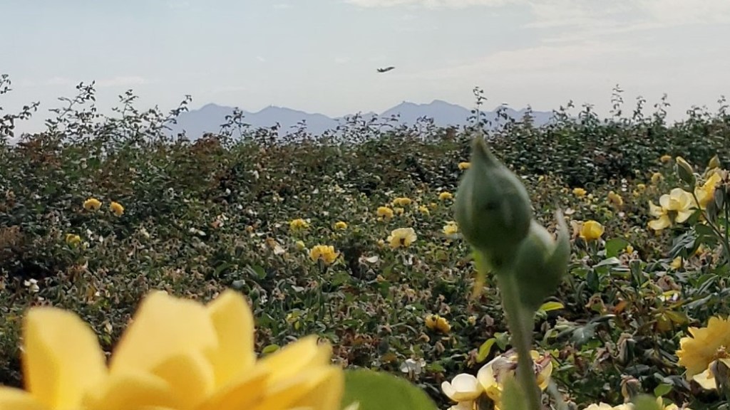 yellow rose bushes in foreground with jet in sky in the background